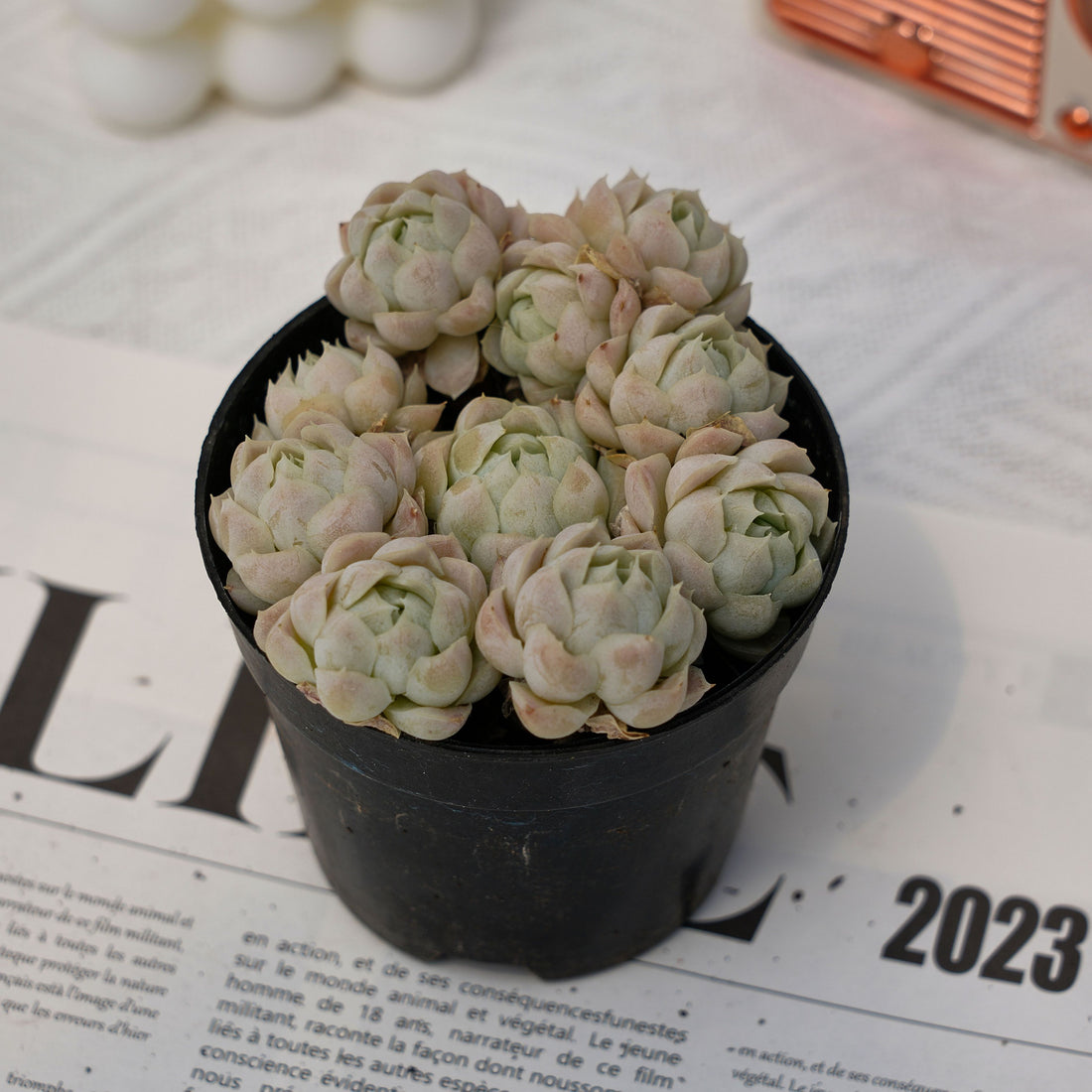 4'' Echeveria White Elegans, Rare Live Succulent Plants