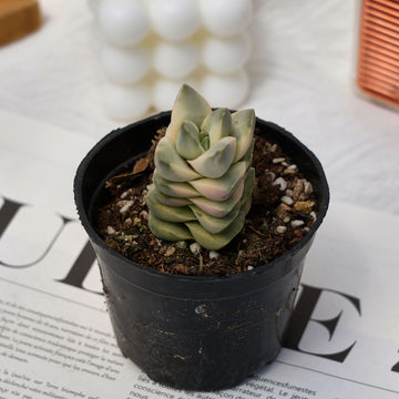 2'' Crassula Moonglow Variegated, Rare Live Succulent Plants