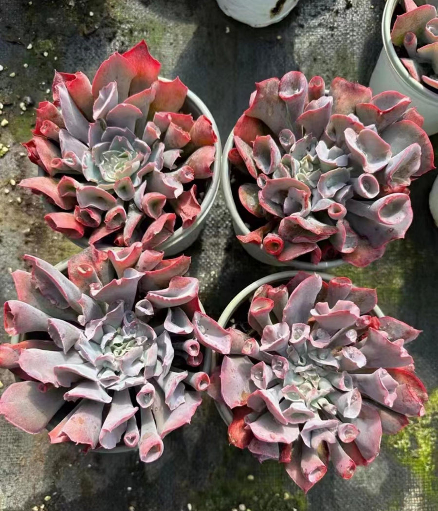 5'' Echeveria Shaviana, Rare Live Succulent Plants