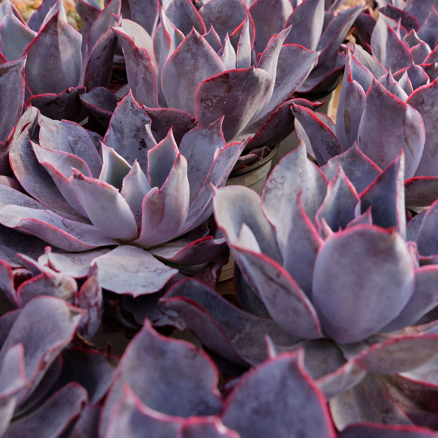 6'' Echeveria Afterglow, Rare Live Succulent Plants