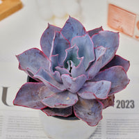 6'' Echeveria Afterglow, Rare Live Succulent Plants