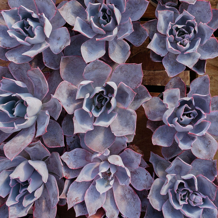 6'' Echeveria Afterglow, Rare Live Succulent Plants