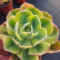 5''Echeveria Sunset Peony Variegated, Rare Live Succulent Plants