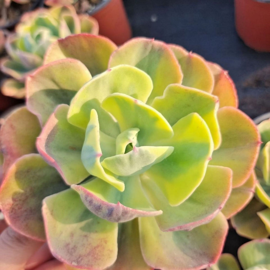 5''Echeveria Sunset Peony Variegated, Rare Live Succulent Plants