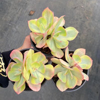 5''Echeveria Sunset Peony Variegated, Rare Live Succulent Plants