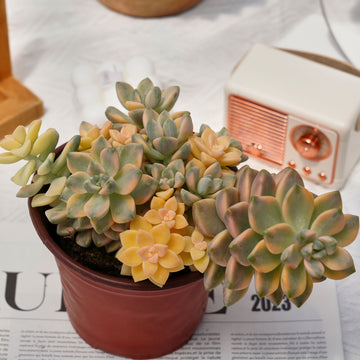 5'' Graptoveria Paraguayense Bernalense Variegata, Rare Live Succulent Plants