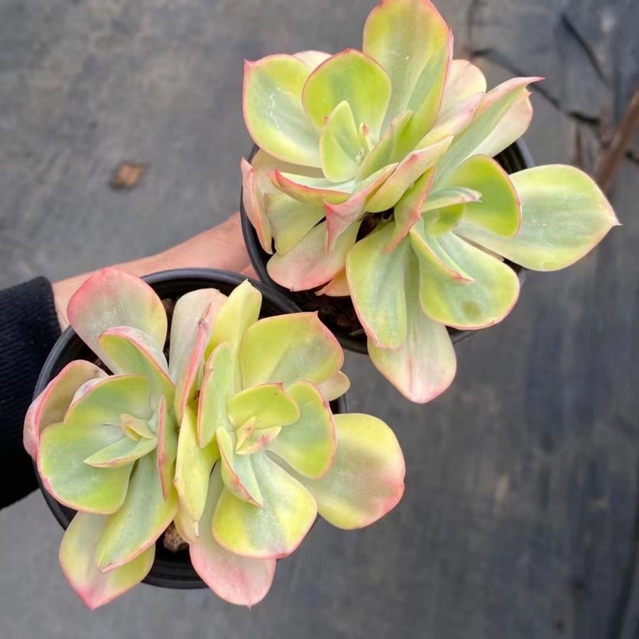 5''Echeveria Sunset Peony Variegated, Rare Live Succulent Plants