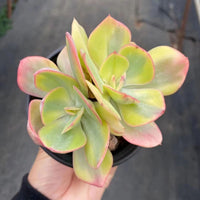 5''Echeveria Sunset Peony Variegated, Rare Live Succulent Plants