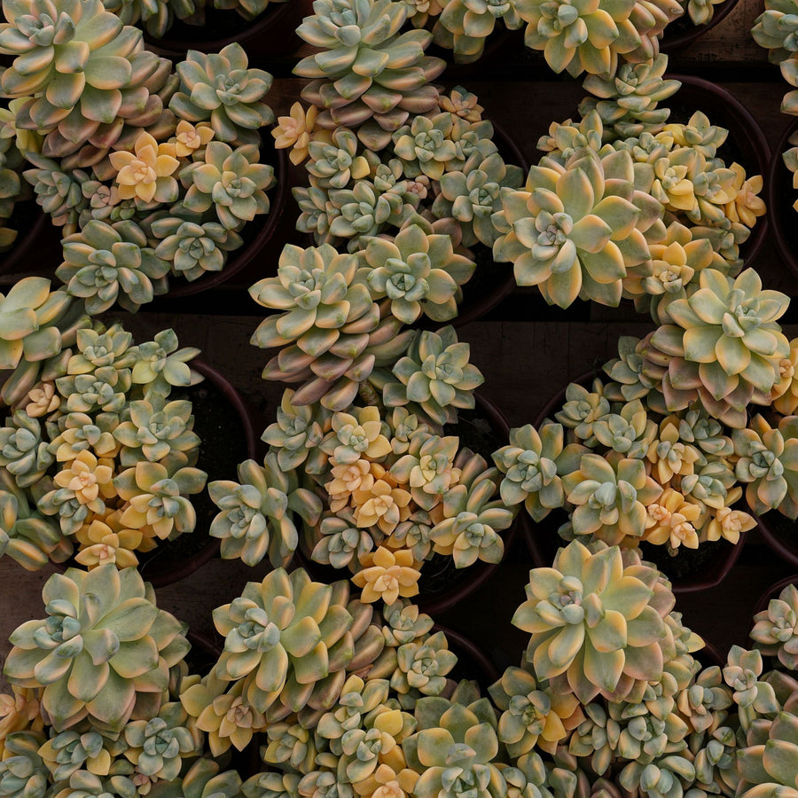 5'' Graptoveria Paraguayense Bernalense Variegata, Rare Live Succulent Plants