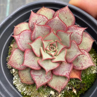 5''Echeveria Longissima, Rare Live Succulent Plants