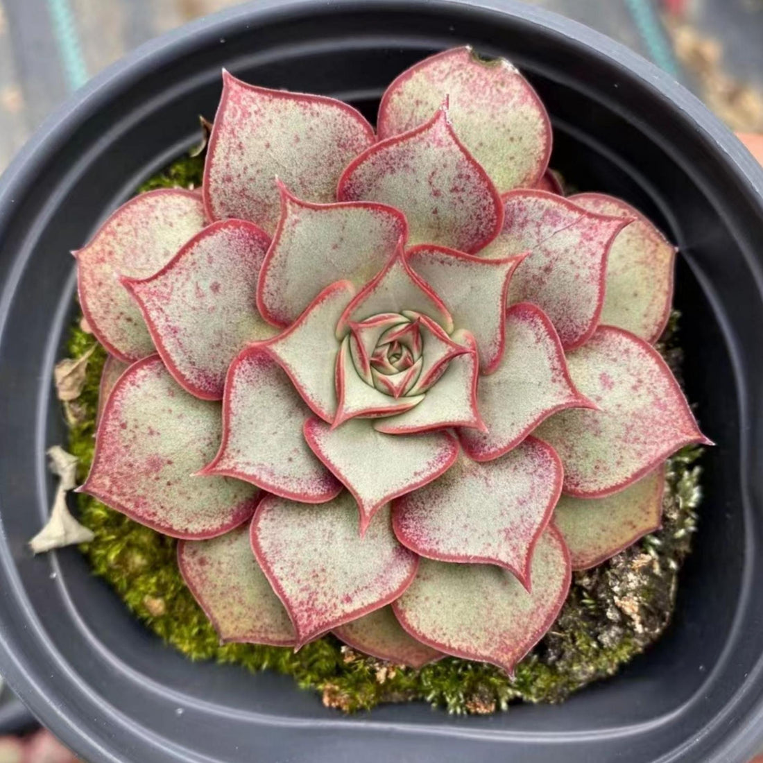 5''Echeveria Longissima, Rare Live Succulent Plants