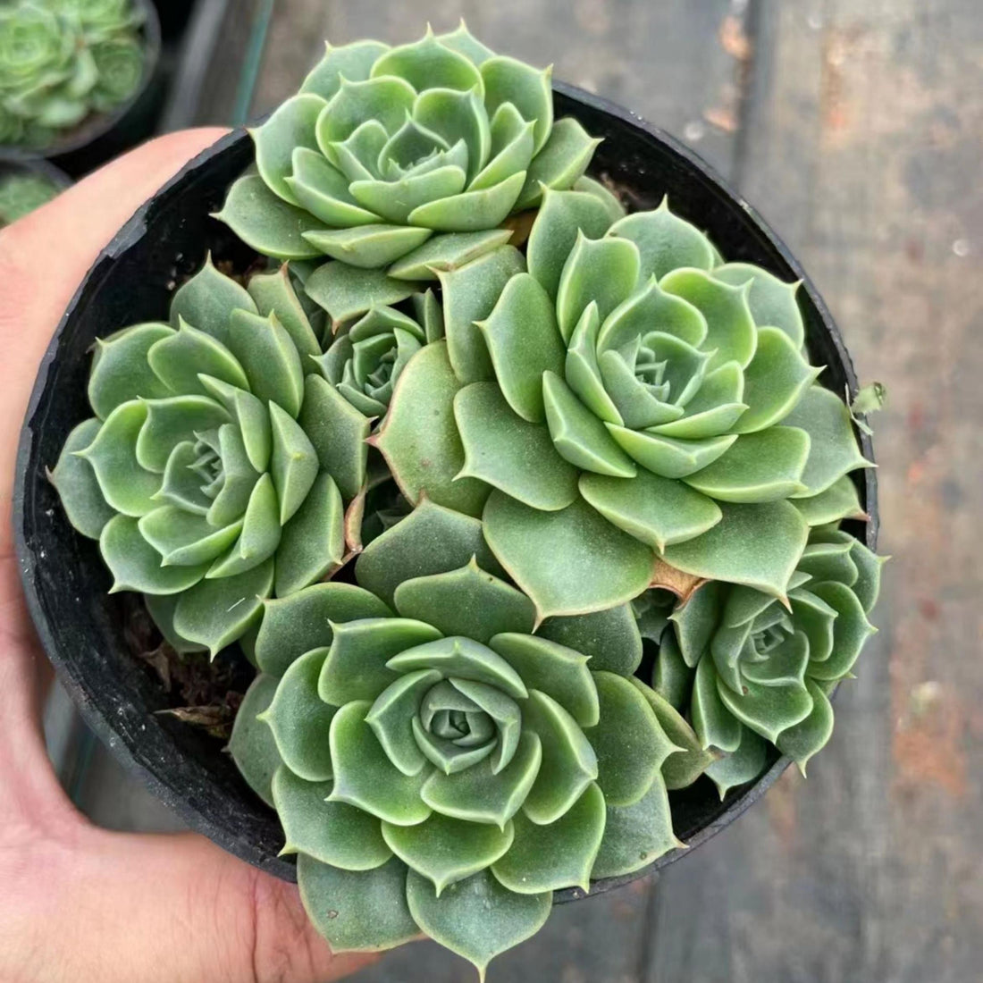 5''Echeveria Longissima, Rare Live Succulent Plants