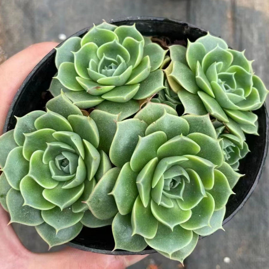 5''Echeveria Longissima, Rare Live Succulent Plants