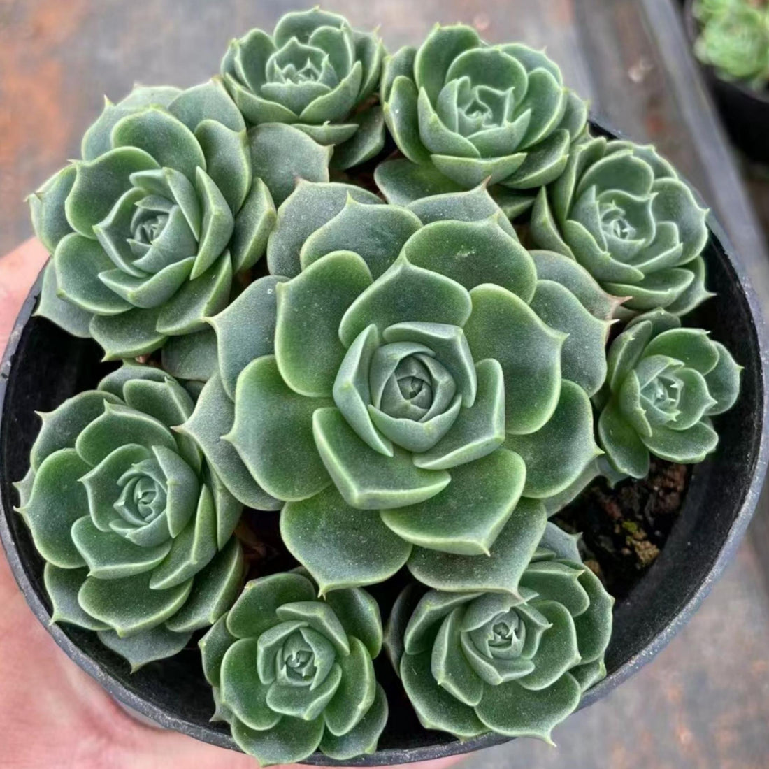 5''Echeveria Longissima, Rare Live Succulent Plants