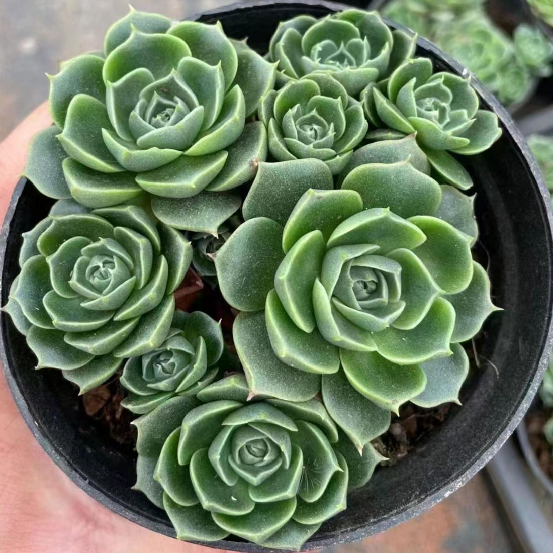 5''Echeveria Longissima, Rare Live Succulent Plants