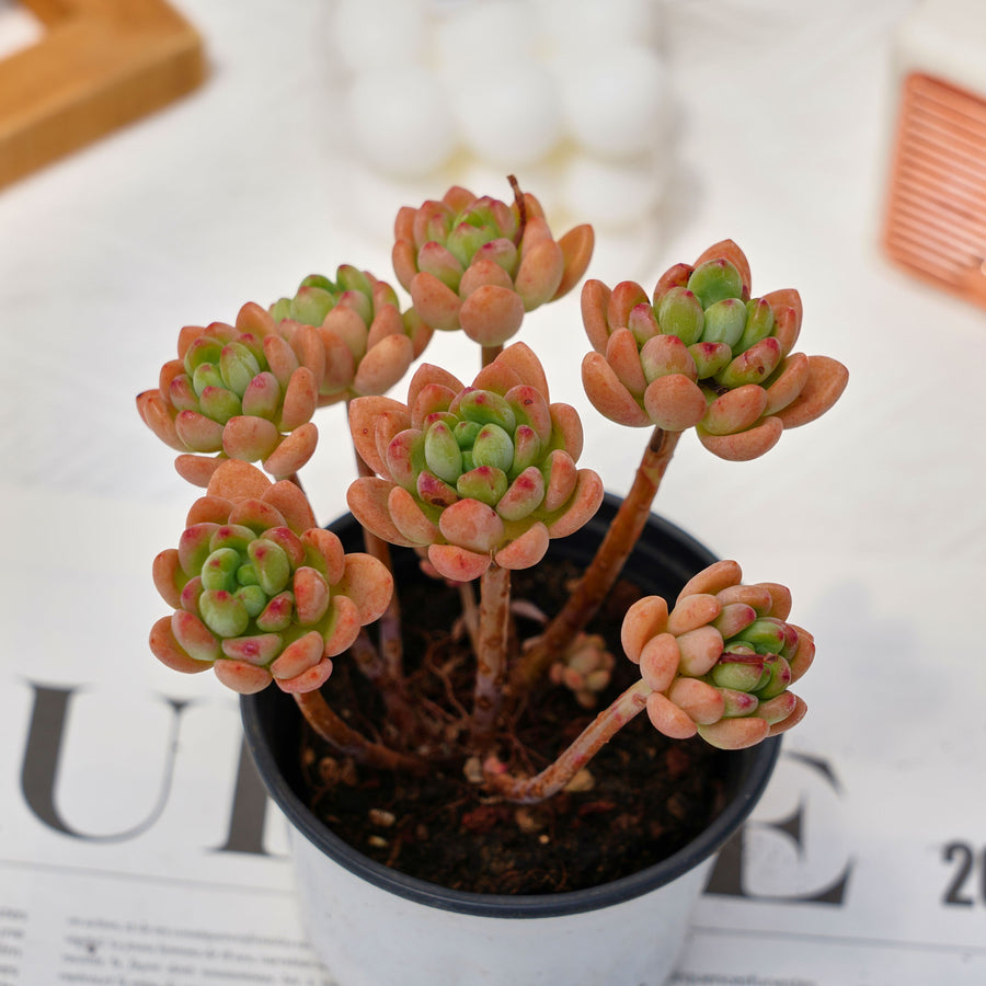 rare succulent plant for sale 4'' Sedeveria Shangri La, Rare Live Succulent Plants – cocosucculent