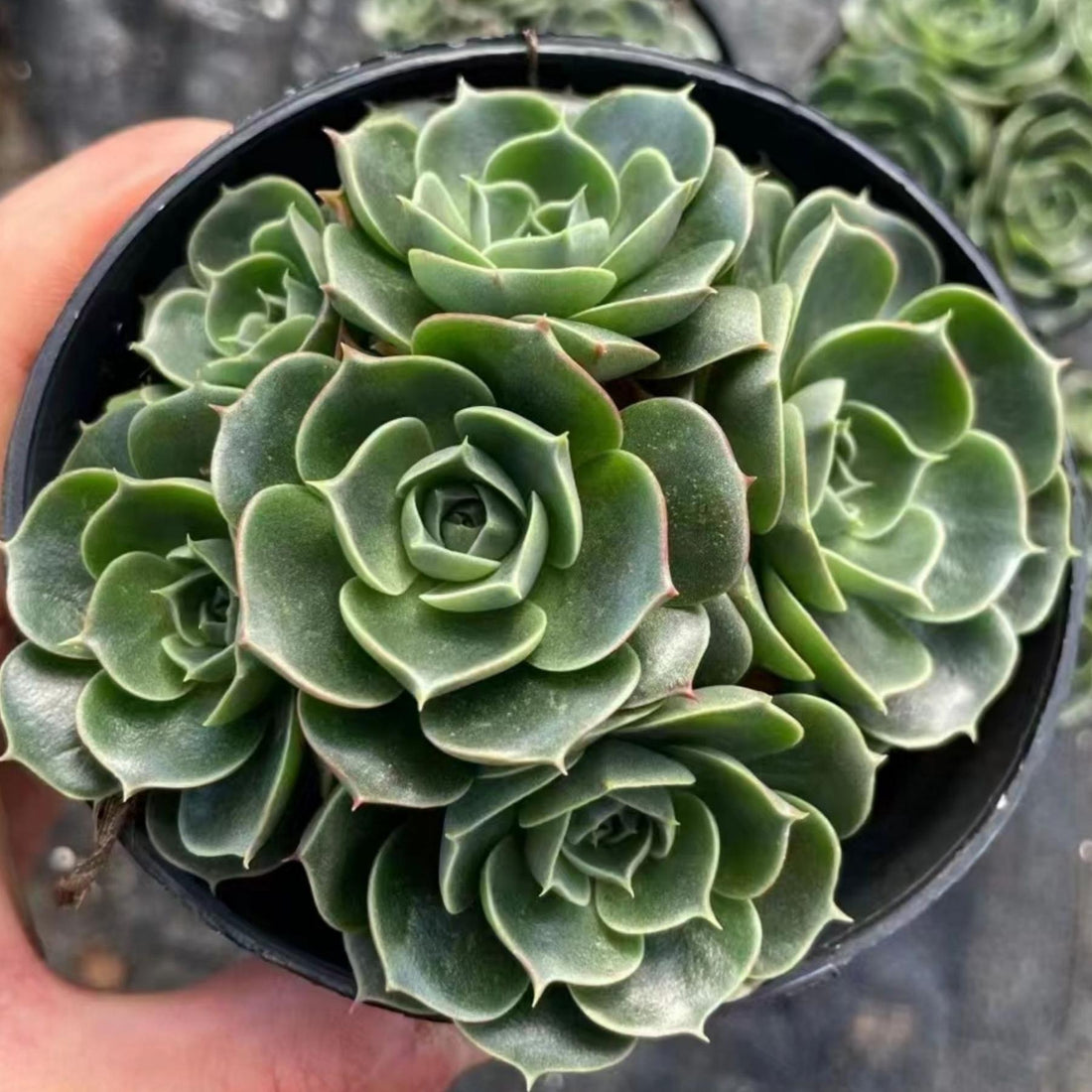 5''Echeveria Longissima, Rare Live Succulent Plants