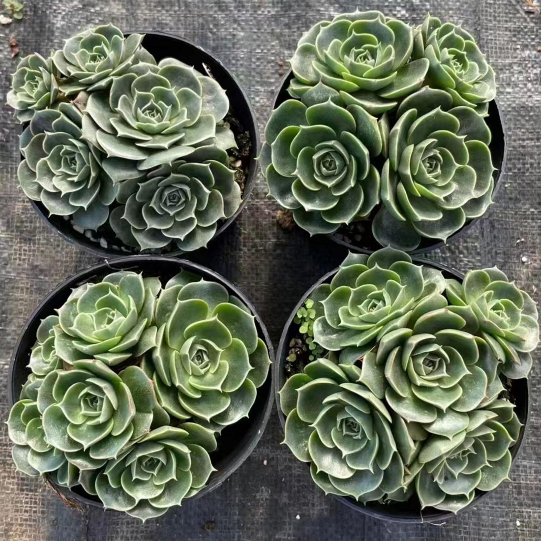 5''Echeveria Longissima, Rare Live Succulent Plants