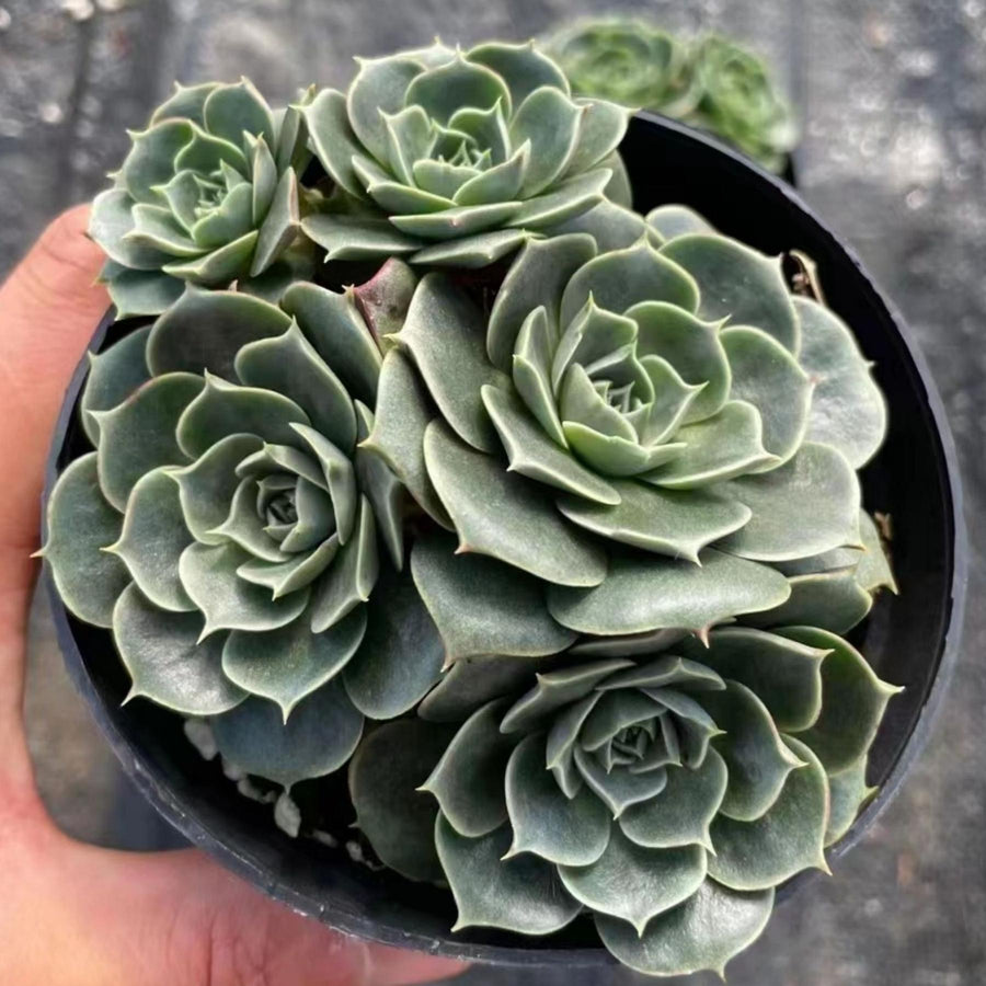 5''Echeveria Longissima, Rare Live Succulent Plants