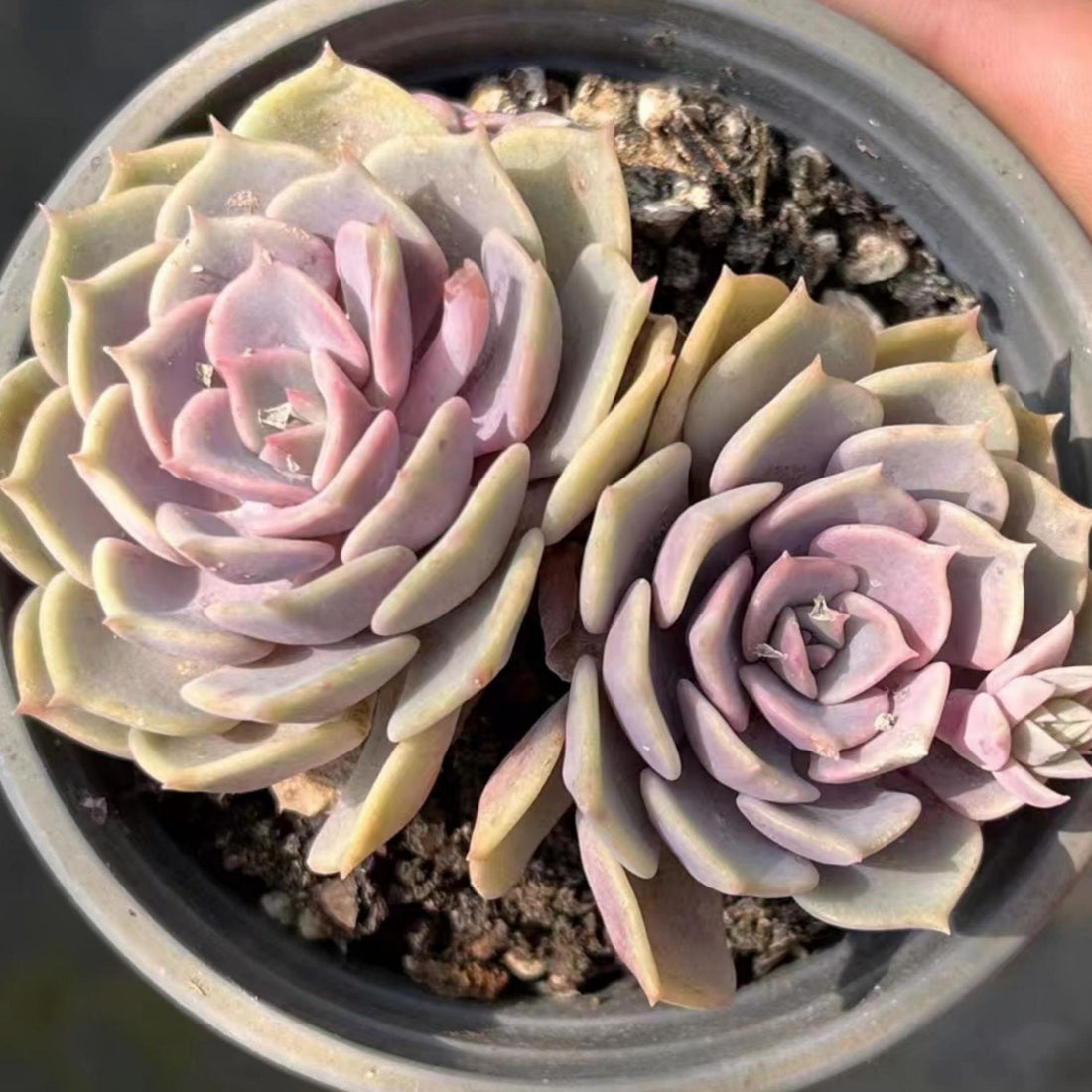 4'' Echeveria Aeonium, Rare Live Succulent Plants