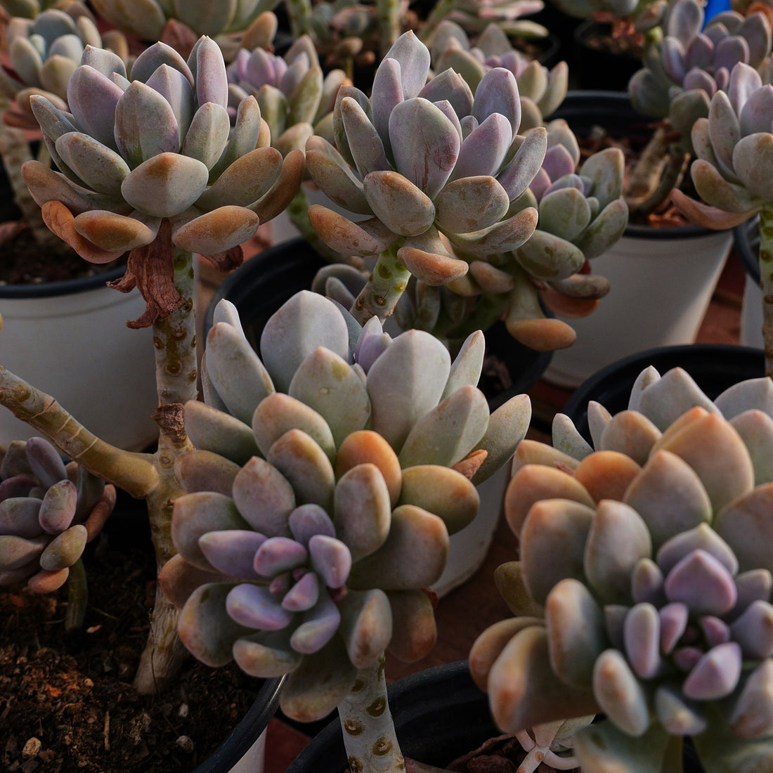 5'' Pachyphytum Beauty Finger, Rare Live Succulent Plants