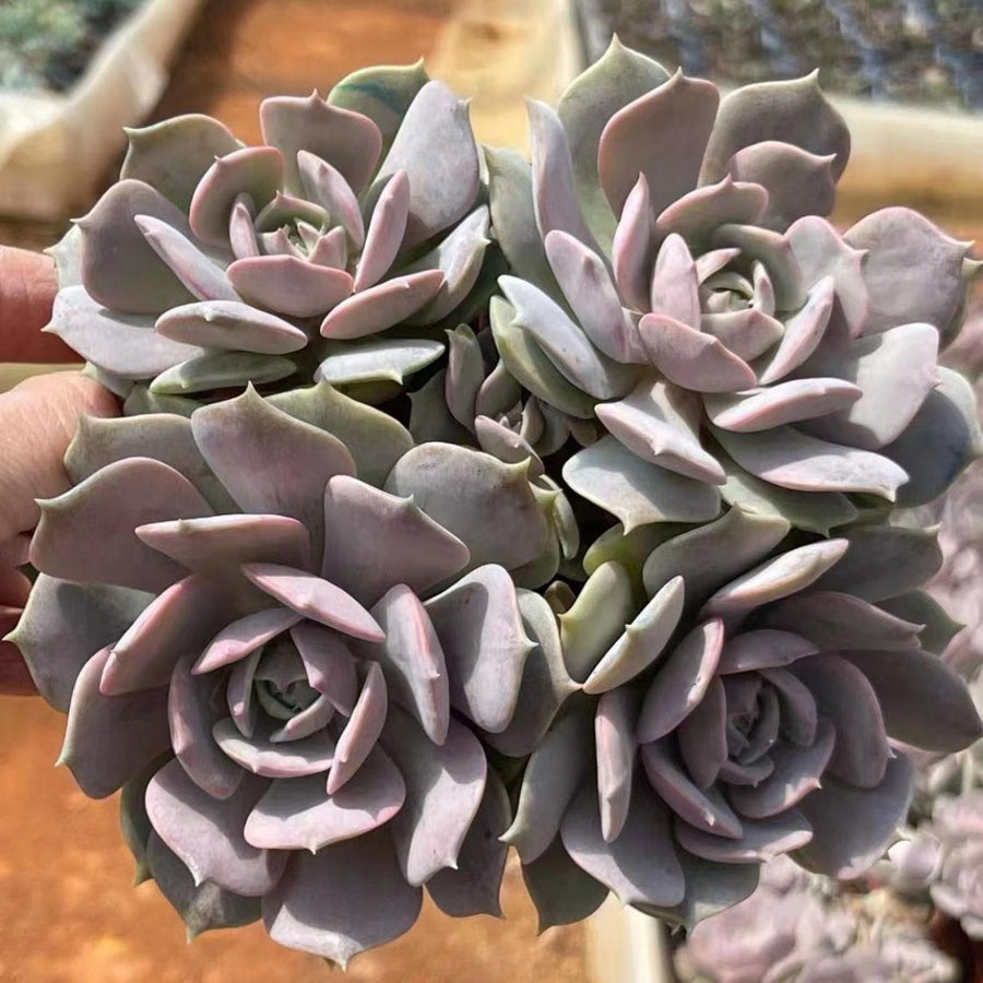 4'' Echeveria Aeonium, Rare Live Succulent Plants