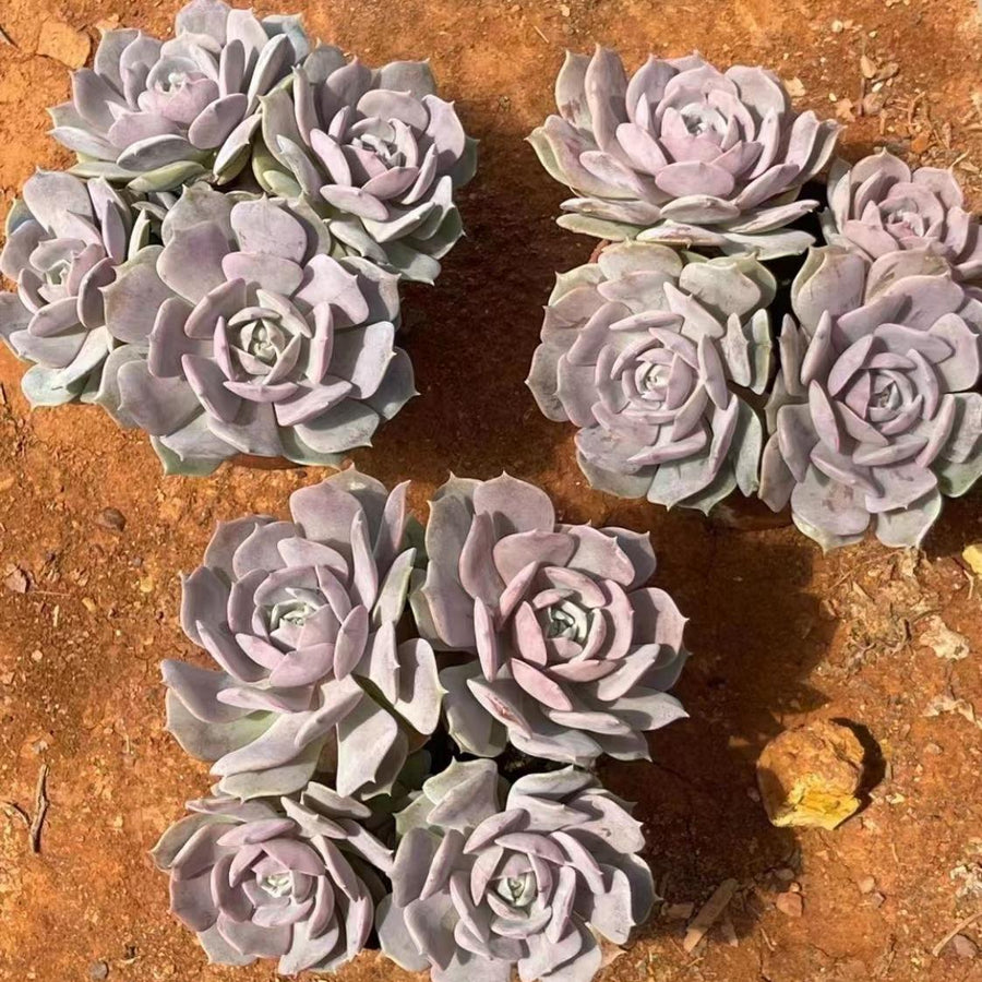 4'' Echeveria Aeonium, Rare Live Succulent Plants