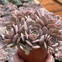 4'' Echeveria Aeonium, Rare Live Succulent Plants