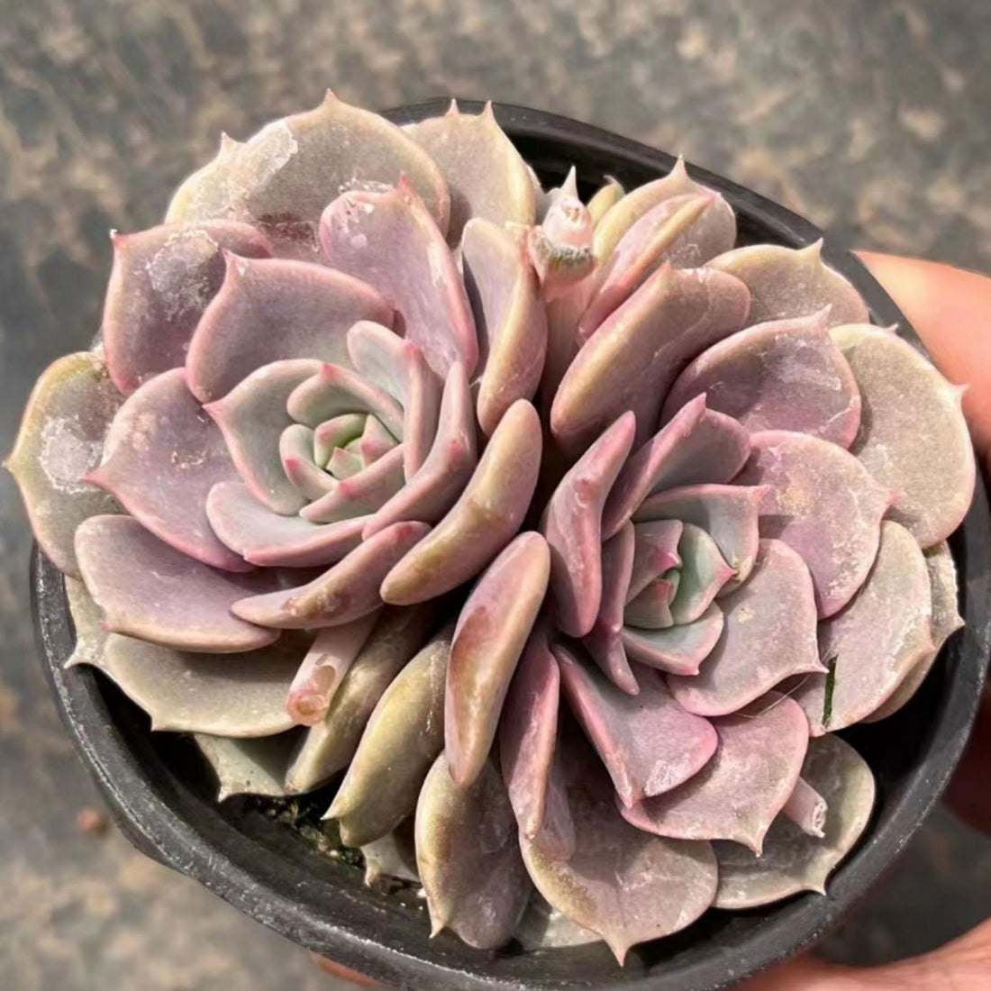 4'' Echeveria Aeonium, Rare Live Succulent Plants