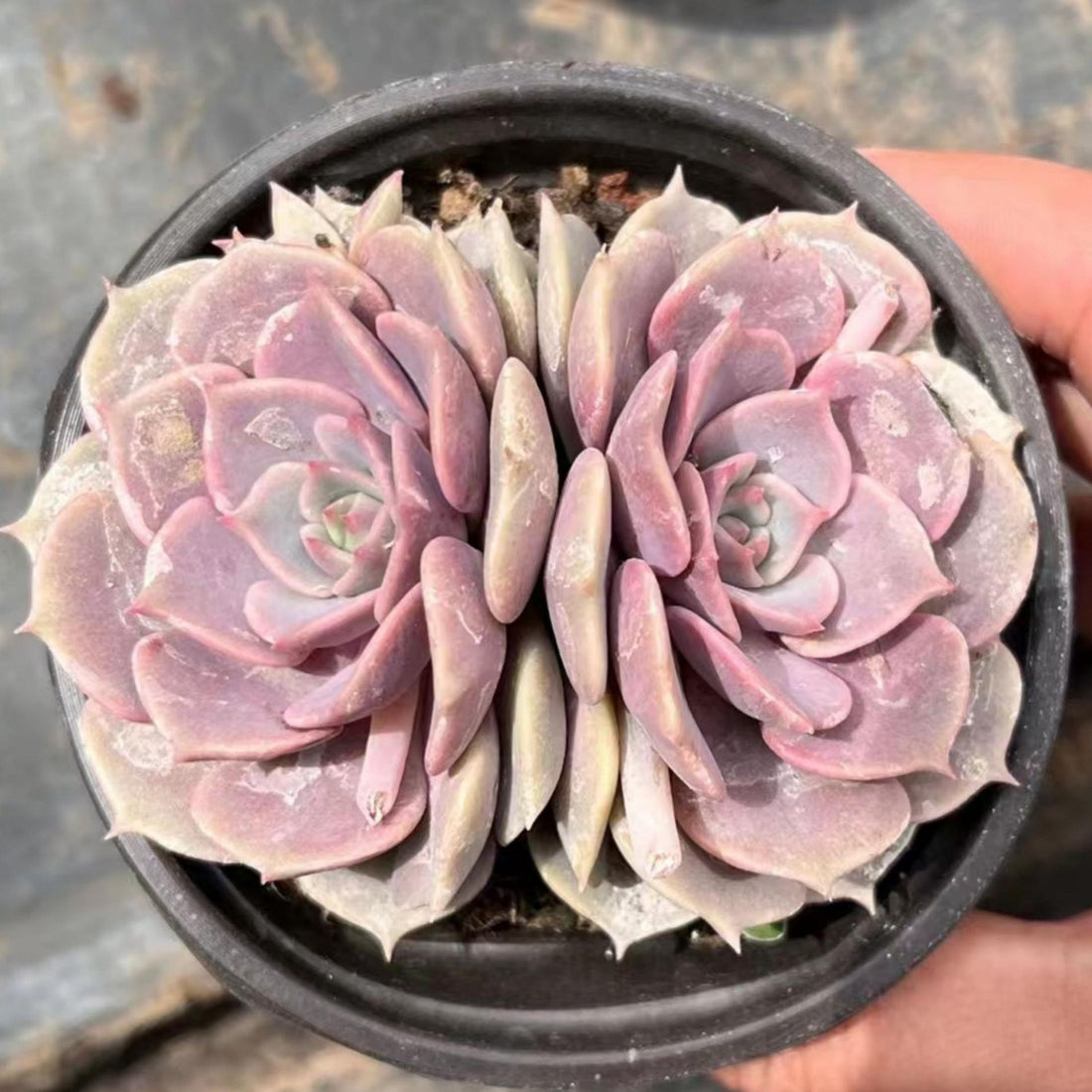 4'' Echeveria Aeonium, Rare Live Succulent Plants