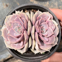 4'' Echeveria Aeonium, Rare Live Succulent Plants