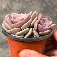 4'' Echeveria Aeonium, Rare Live Succulent Plants