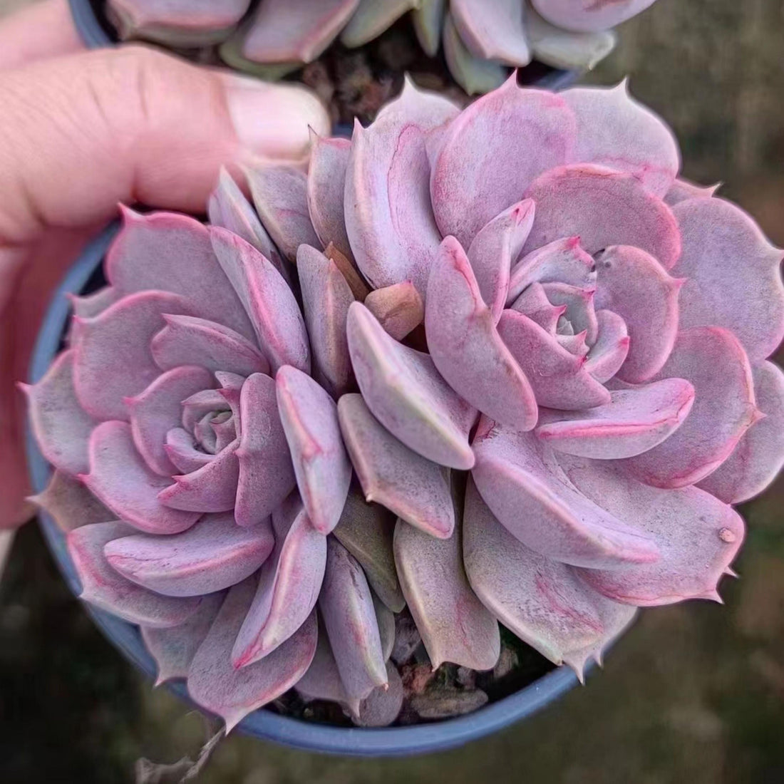 4'' Echeveria Aeonium, Rare Live Succulent Plants