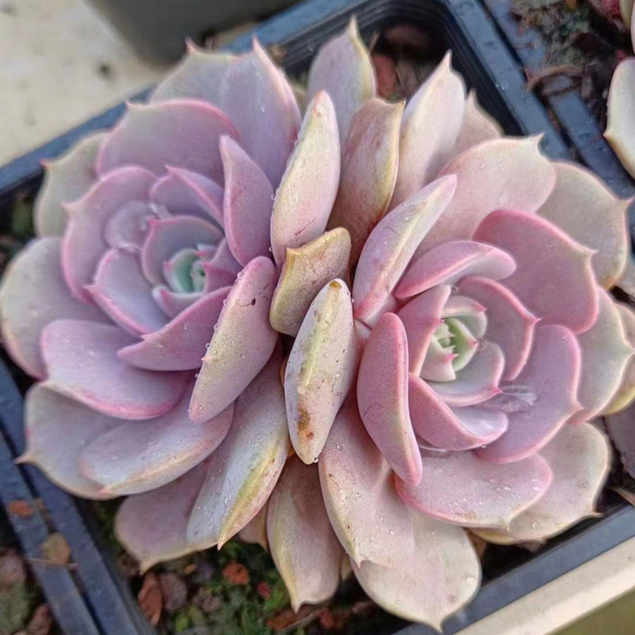 4'' Echeveria Aeonium, Rare Live Succulent Plants