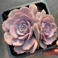 4'' Echeveria Aeonium, Rare Live Succulent Plants