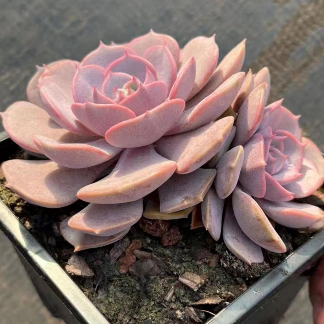 4'' Echeveria Aeonium, Rare Live Succulent Plants