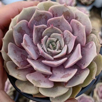 4'' Echeveria Aeonium, Rare Live Succulent Plants