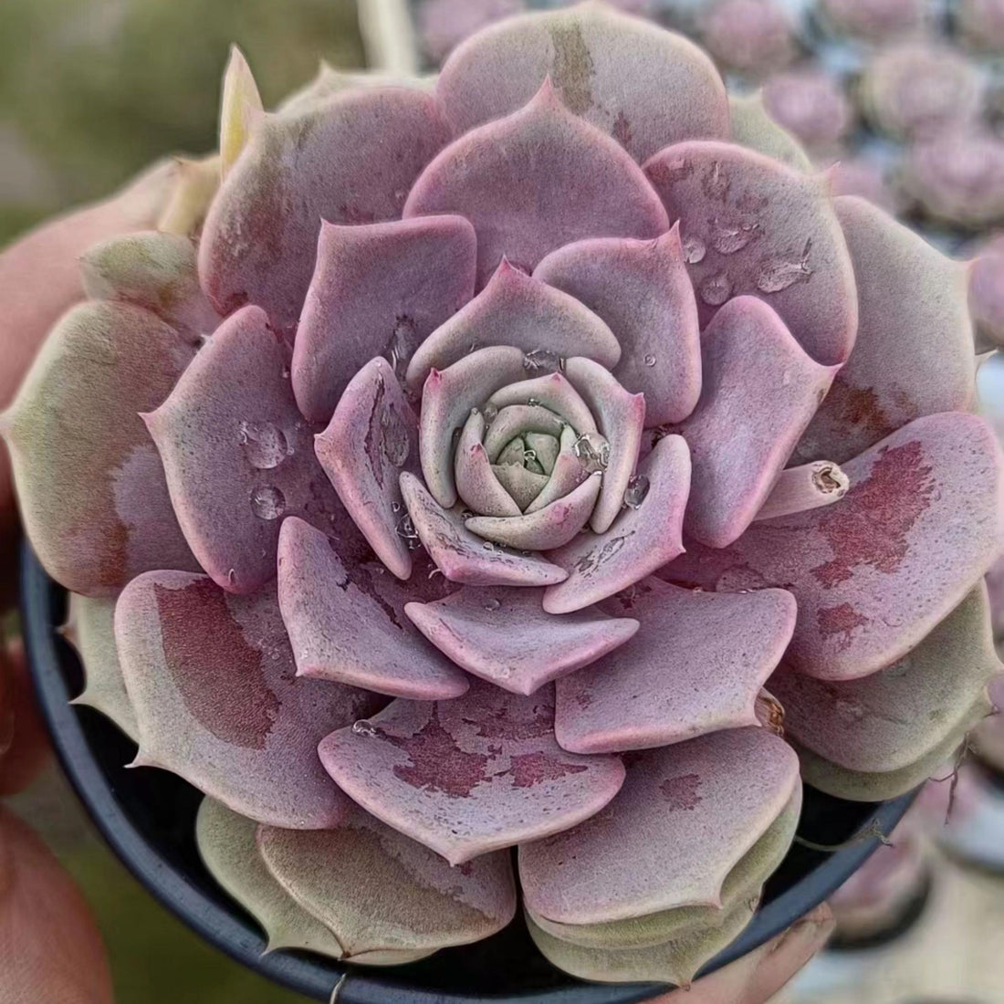 4'' Echeveria Aeonium, Rare Live Succulent Plants