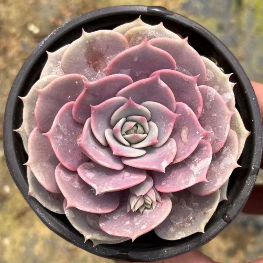 4'' Echeveria Aeonium, Rare Live Succulent Plants