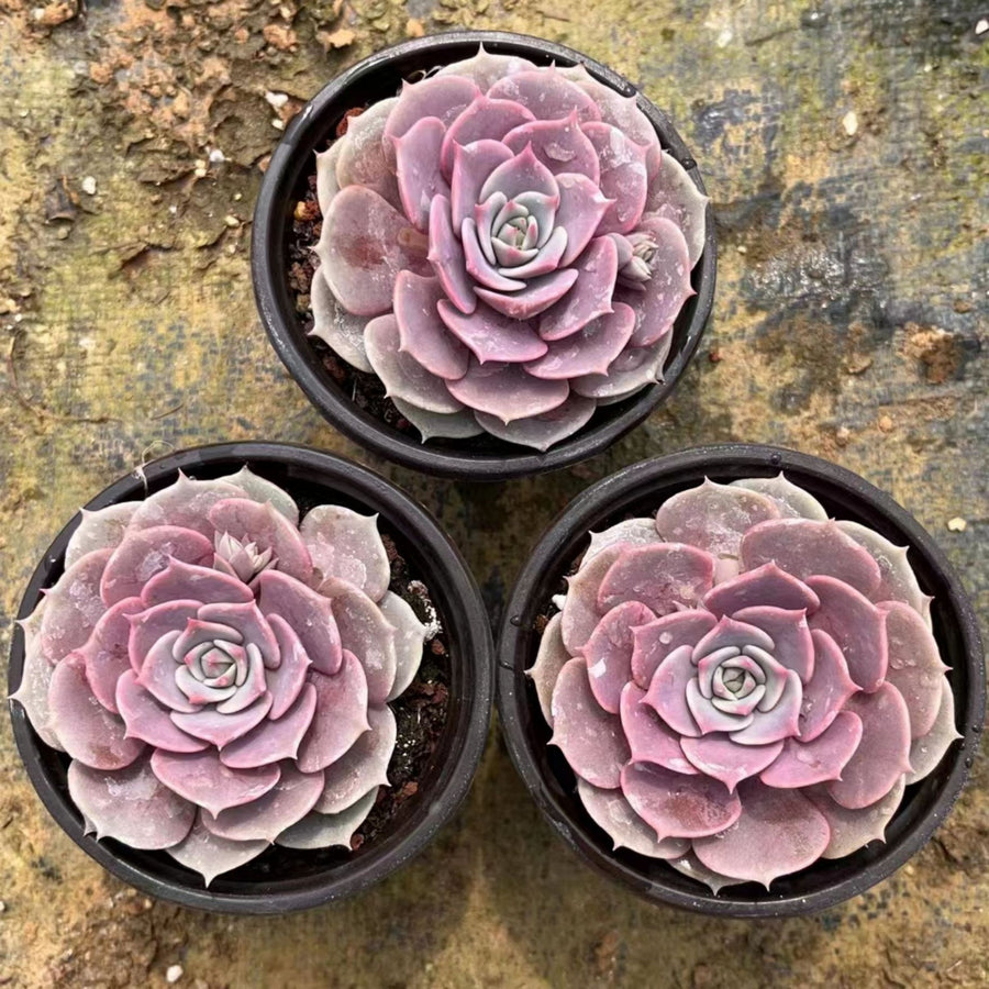 4'' Echeveria Aeonium, Rare Live Succulent Plants