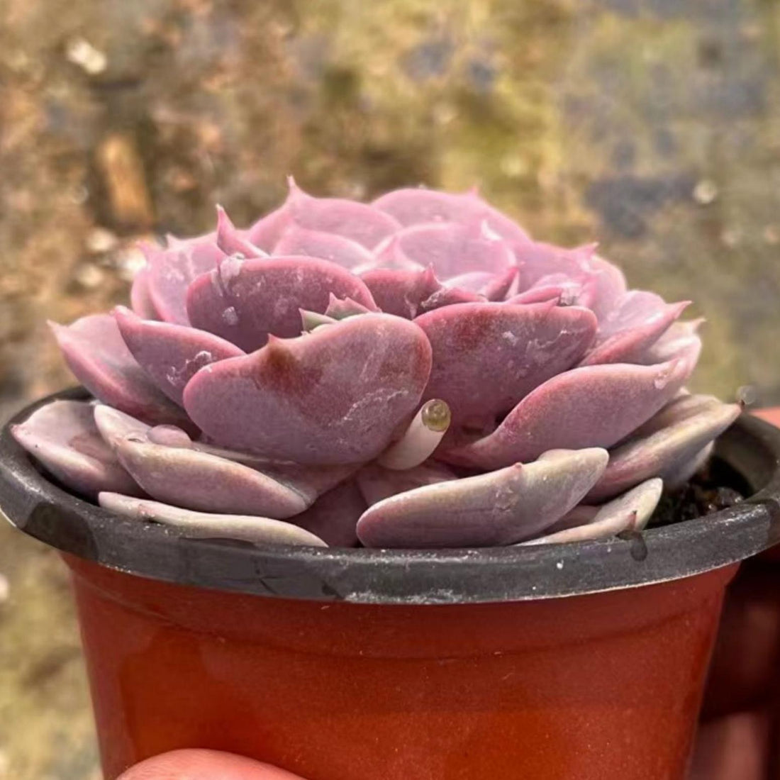 4'' Echeveria Aeonium, Rare Live Succulent Plants