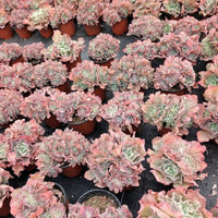 7'' Echeveria Takasago No Okina, Rare Live Succulent Plants