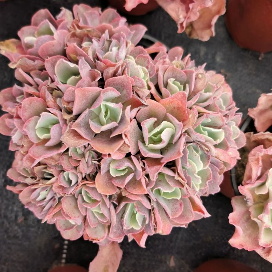 7'' Echeveria Takasago No Okina, Rare Live Succulent Plants