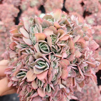 7'' Echeveria Takasago No Okina, Rare Live Succulent Plants