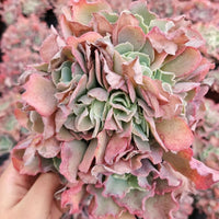 7'' Echeveria Takasago No Okina, Rare Live Succulent Plants