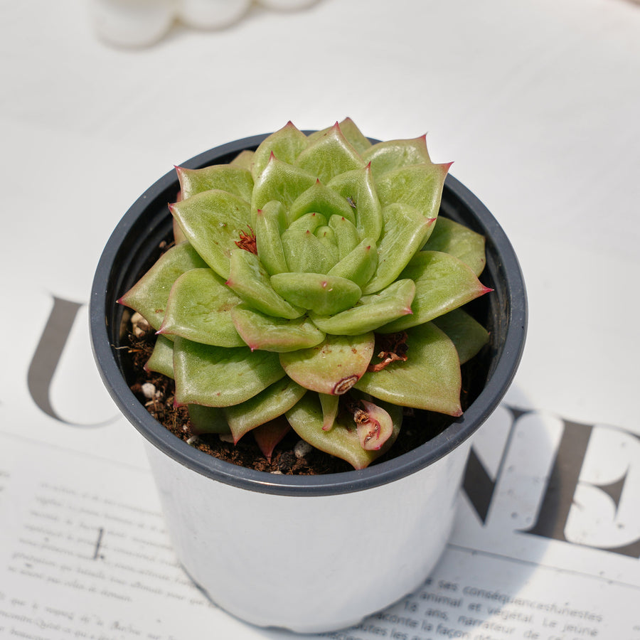 3'' Echeveria Lincoln Maria, Rare Live Succulent Plants