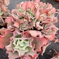 7'' Echeveria Takasago No Okina, Rare Live Succulent Plants