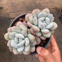 5'' Pachyveria 'Elaine Reinelt', Rare Live Succulent Plants