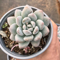 5'' Pachyveria 'Elaine Reinelt', Rare Live Succulent Plants