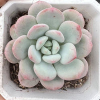 5'' Pachyveria 'Elaine Reinelt', Rare Live Succulent Plants